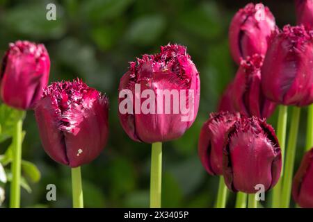 Tulip Gorilla Banque D'Images