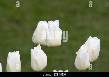 Tulip Cheers Banque D'Images