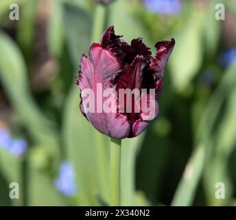 Perroquet noir tulipe Banque D'Images