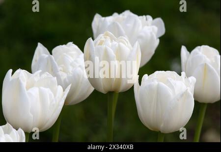 Tulip Ice Wonder Banque D'Images