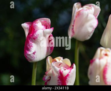 Tulip Play Girl Banque D'Images