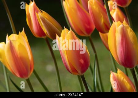 Tulip rougir Lady Banque D'Images