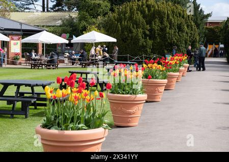 Burnby Hall Gardens, festival des tulipes Banque D'Images