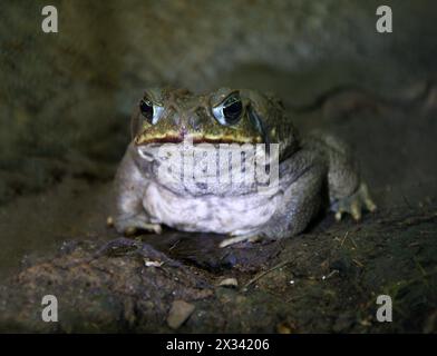 Crapaud de canne, crapaud néotropical géant ou crapaud marin, Rhinella marina, Bufonidae. Costa Rica. Banque D'Images