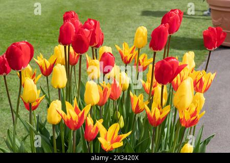 Plantation mixte de tulipes Banque D'Images