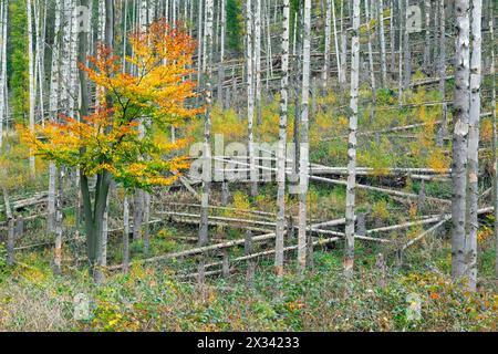 Repousse des hêtres parmi les troncs d'épinettes morts, destruction en forêt causée par l'infestation par le coléoptère de l'épinette européenne (IPS typographus) Banque D'Images