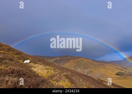 Lièvre arc-en-ciel et lièvre de montagne / lièvre des neiges (Lepus timidus) en pelage blanc d'hiver reposant dans les collines à la fin de l'hiver, Cairngorms National Park, Écosse Banque D'Images