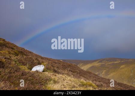 Lièvre arc-en-ciel et lièvre de montagne / lièvre des neiges (Lepus timidus) en pelage blanc d'hiver reposant dans les collines à la fin de l'hiver, Cairngorms National Park, Écosse Banque D'Images