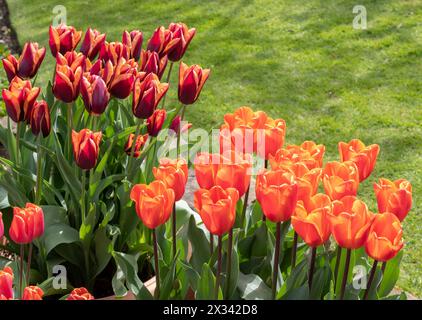 Tulipes Annie Schilder et Muvota dans des jardinières adjacentes Banque D'Images