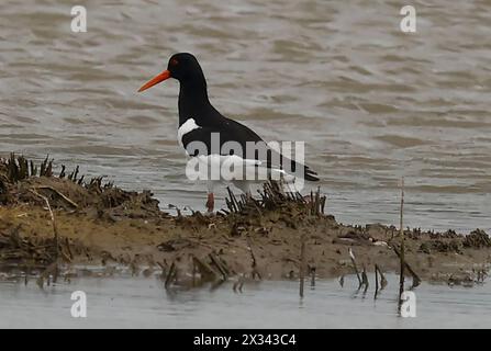 Purfleet Essex, Royaume-Uni. 24 avril 2024. Oystercatcher dans l'eau à la réserve naturelle RSPB Rainham Marshes, Purfleet, Essex - 24 avril 2024. Crédit : action Foto Sport/Alamy Live News Banque D'Images