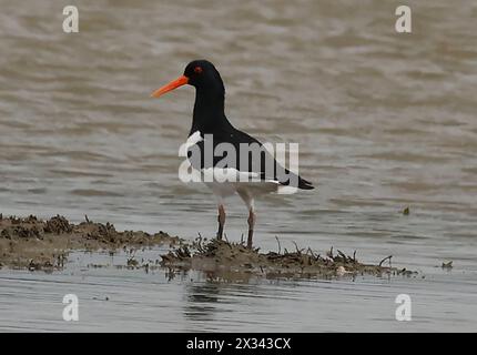 Purfleet Essex, Royaume-Uni. 24 avril 2024. Oystercatcher dans l'eau à la réserve naturelle RSPB Rainham Marshes, Purfleet, Essex - 24 avril 2024. Crédit : action Foto Sport/Alamy Live News Banque D'Images