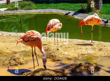 Flock of Flamingos à côté de Watering Hole au zoo local Banque D'Images