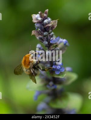 Pays, ville, 2022-12-31. Un bourdon tourbillonne autour d'un cornet de mouche rampant, avant d'en retirer son nectar. Photographie de Valentin Gensse / collectif Banque D'Images