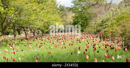 Tulip Medley, Kew Gardens ; Royal Botanical Gardens ; Kew, Richmond, Londres, Royaume-Uni ; Banque D'Images