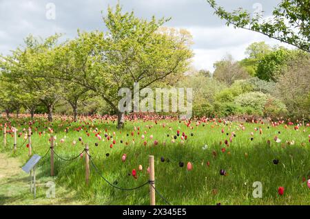 Tulip Medley, Kew Gardens ; Royal Botanical Gardens ; Kew, Richmond, Londres, Royaume-Uni ; Banque D'Images
