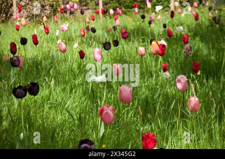 Tulip Medley, Kew Gardens ; Royal Botanical Gardens ; Kew, Richmond, Londres, Royaume-Uni ; Banque D'Images
