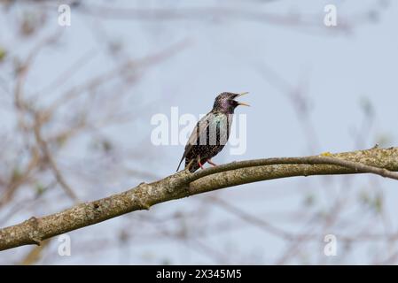 Starling Sturnus vulgaris - chanson d'amour- la magie de la couleur Banque D'Images