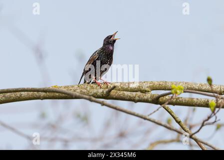 Starling Sturnus vulgaris - chanson d'amour- la magie de la couleur Banque D'Images