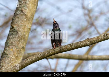 Starling Sturnus vulgaris - chanson d'amour- la magie de la couleur Banque D'Images