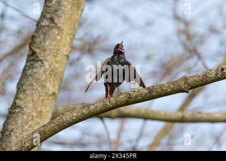 Starling Sturnus vulgaris - chanson d'amour- la magie de la couleur Banque D'Images