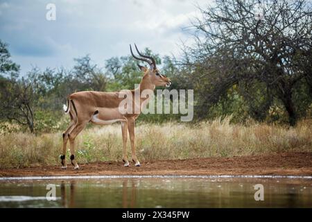 Mâle à cornes commun Impala debout le long d'un trou d'eau dans le parc national Kruger, Afrique du Sud ; espèce Aepyceros melampus famille des Bovidae Banque D'Images