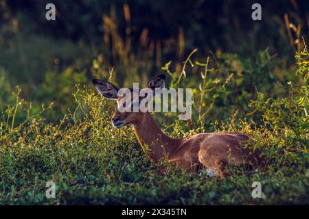 Mignon jeune Impala commun couché dans l'herbe dans le parc national Kruger, Afrique du Sud ; espèce Aepyceros melampus famille des Bovidae Banque D'Images