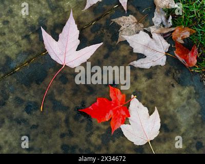 feuilles d'érable tombées dans l'autum Banque D'Images