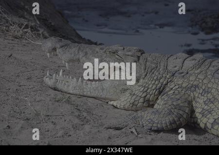 Massif Crocodile Basking by River, Tanzanie Banque D'Images