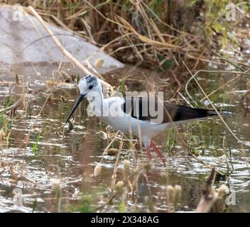 Un seul alevin à ailettes noires (Himantopus himantopus) pataugant dans une piscine à Agia Varvara, Chypre. Banque D'Images