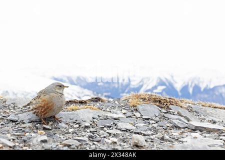 Alpine accentor (Prunella collaris) photographié avec un objectif grand angle. Banque D'Images