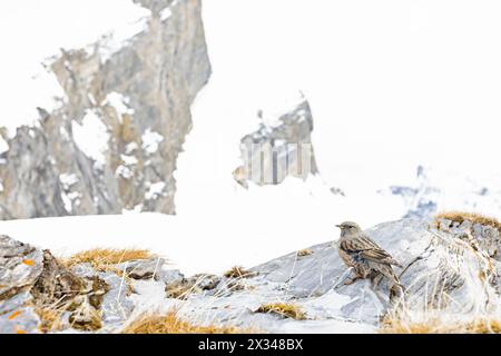 Alpine accentor (Prunella collaris) photographié avec un objectif grand angle. Banque D'Images