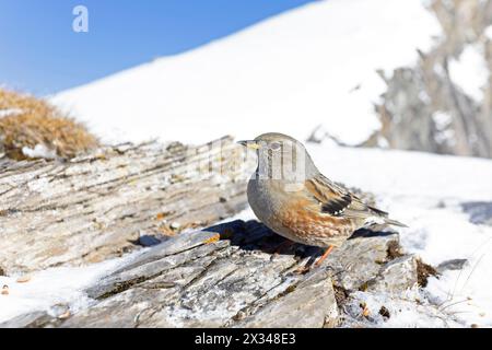 Alpine accentor (Prunella collaris) photographié avec un objectif grand angle. Banque D'Images