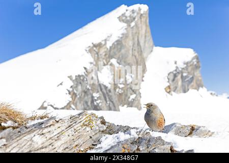 Alpine accentor (Prunella collaris) photographié avec un objectif grand angle. Banque D'Images