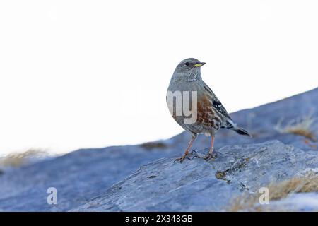 alpine accentor (Prunella collaris) dans les montagnes. Banque D'Images