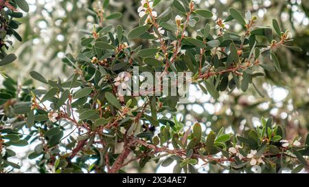 Arbre à thé nain, Leptospermum laevigatum 'Reevesii'. Verdure luxuriante d'un arbuste avec de petites fleurs blanches et des branches rougeâtres sur un fond flou Banque D'Images