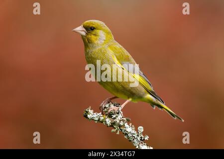 Greenfinch perché sur une brindille couverte de lichen avec un fond rouge Banque D'Images