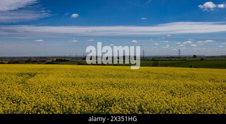 Vue imprenable sur un champ de colza jaune vibrant sous un ciel bleu avec des nuages moelleux et des lignes électriques lointaines à Tormarton South Gloucestershire Banque D'Images