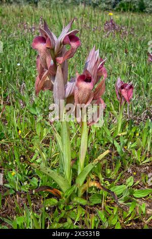 Rare orchidée langue (Serapias negecta), Orchidaceae. Orchidée européenne sauvage. Italie, Toscane, Banque D'Images