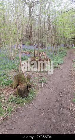 Une petite piste de terre traversant une forêt avec Bluebells partout Banque D'Images