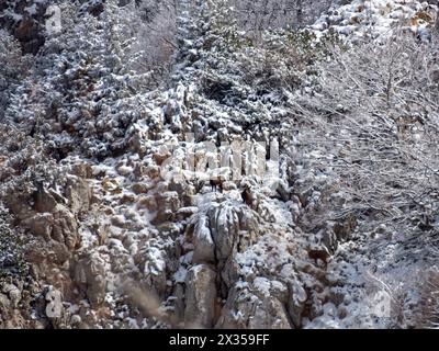 Chamois dans le parc national de Risnjak, Croatie Banque D'Images