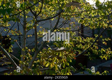 Gros plan de noyer-arbre avec beaucoup de jeunes feuilles brillantes dans le soleil contre-éclairé à l'arrière-cour. Banque D'Images