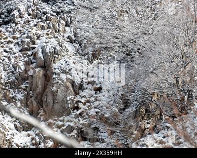 Chamois dans le parc national de Risnjak, Croatie Banque D'Images