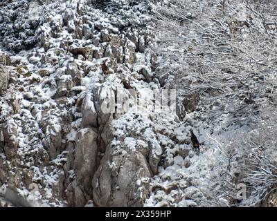 Chamois dans le parc national de Risnjak, Croatie Banque D'Images