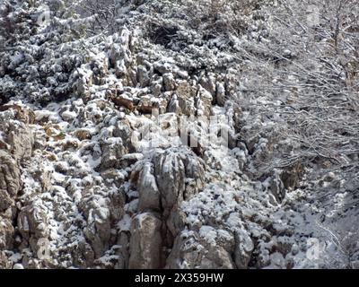 Chamois dans le parc national de Risnjak, Croatie Banque D'Images