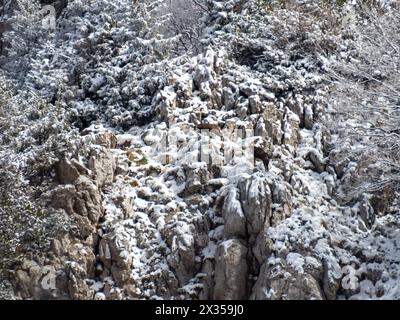 Chamois dans le parc national de Risnjak, Croatie Banque D'Images