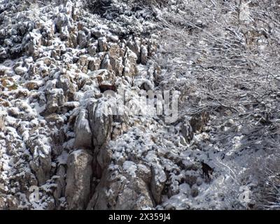 Chamois dans le parc national de Risnjak, Croatie Banque D'Images