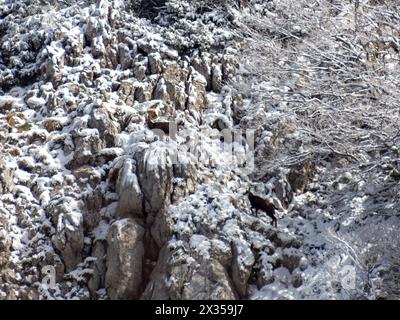 Chamois dans le parc national de Risnjak, Croatie Banque D'Images