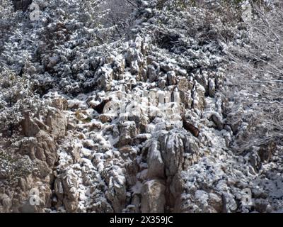 Chamois dans le parc national de Risnjak, Croatie Banque D'Images