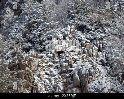 Chamois dans le parc national de Risnjak, Croatie Banque D'Images