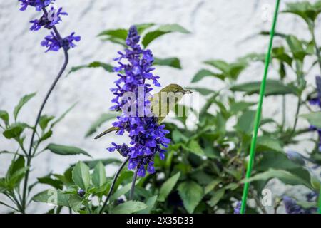 Parulle couronnée orange Leiothlypis celata perchée sur une sylvia violette avec un bec plein d'insectes pour ses bébés poussins Banque D'Images